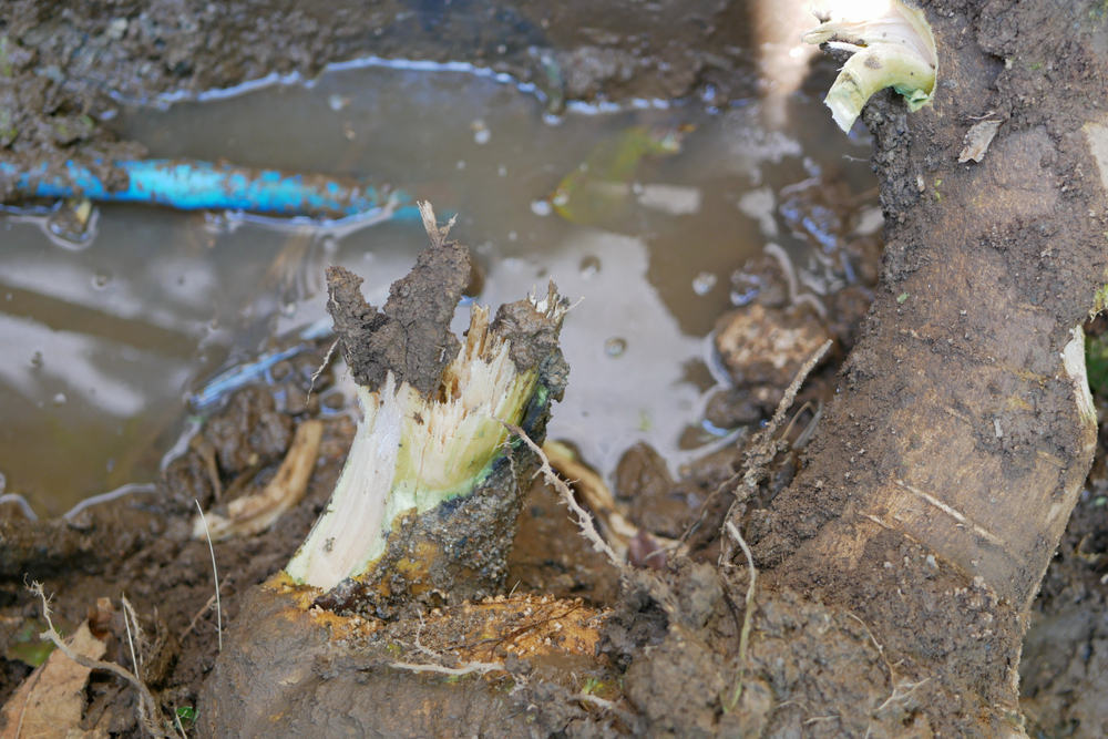 How Tree Roots Can Damage Your Main Water Line